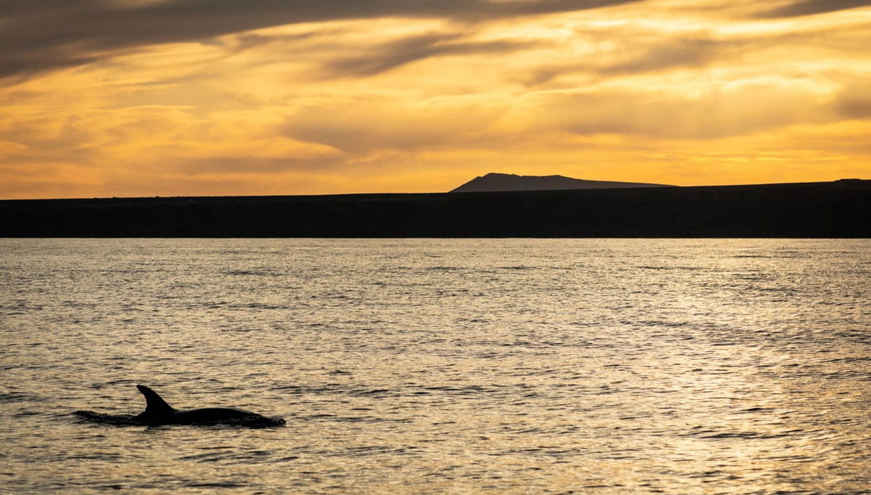 Sunset Dolphin Watching in Puerto Calero - Photo 1