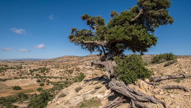 Excursión a Tiznit + Desert Safari - Foto 2