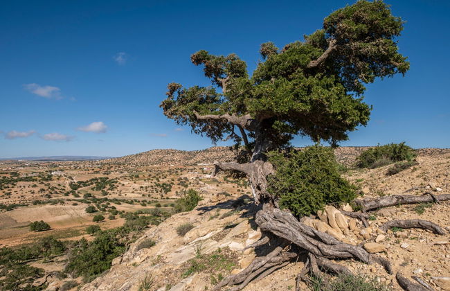 Excursión a Tiznit + Desert Safari - Foto 2