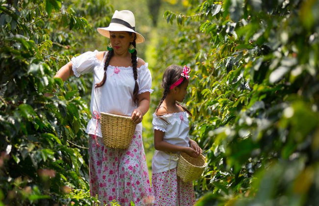 Visita a una finca cafetera de Salento con almuerzo - Tour a pie de medio día - Foto 1