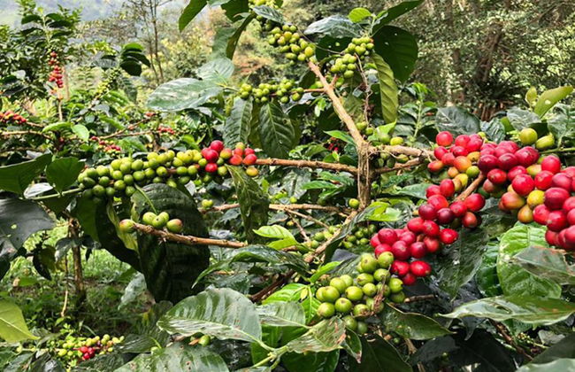 Visita a una finca cafetera de Salento con almuerzo - Tour a pie de medio día - Foto 4