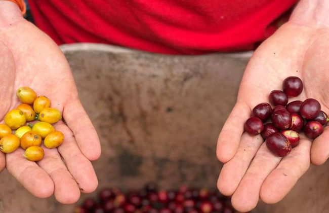 Visita a una finca cafetera de Salento con almuerzo - Tour a pie de medio día - Foto 5