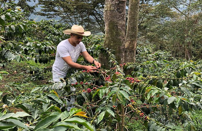 Visita a una finca cafetera de Salento con almuerzo - Tour a pie de medio día - Foto 3
