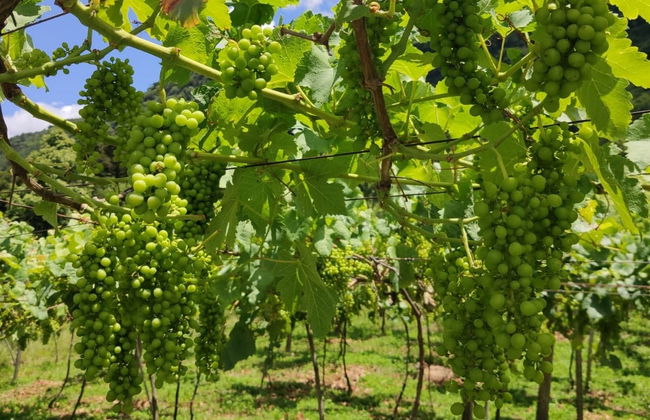 Visita alla cantina Jolimont - Foto 2