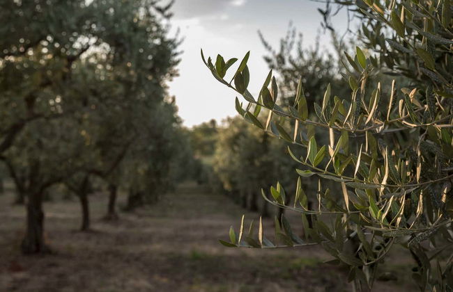 Soap Workshop & Olive Oil Tasting - Photo 9