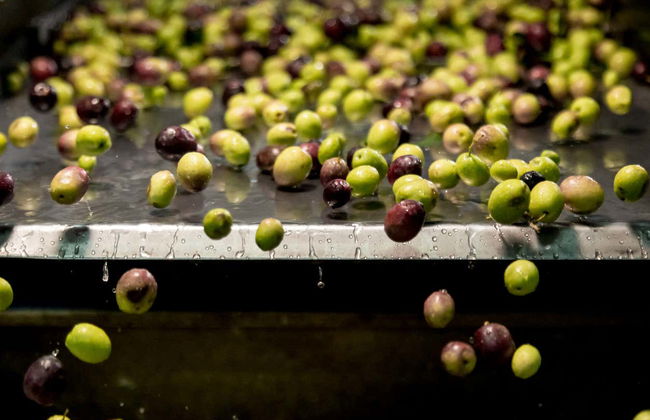 Soap Workshop & Olive Oil Tasting - Photo 5