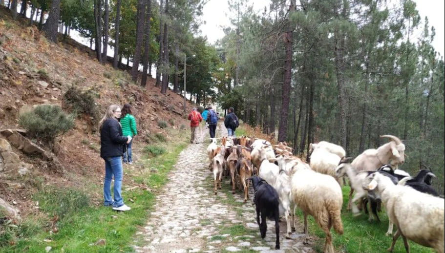 Sheep Farm Tour Guarda - Photo 1
