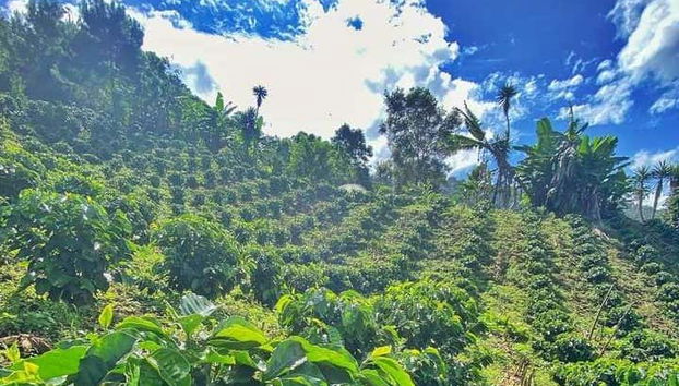 Tour del café por Viñales - Foto 4