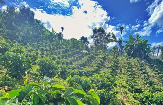 Viñales Coffee Tour - Foto 4