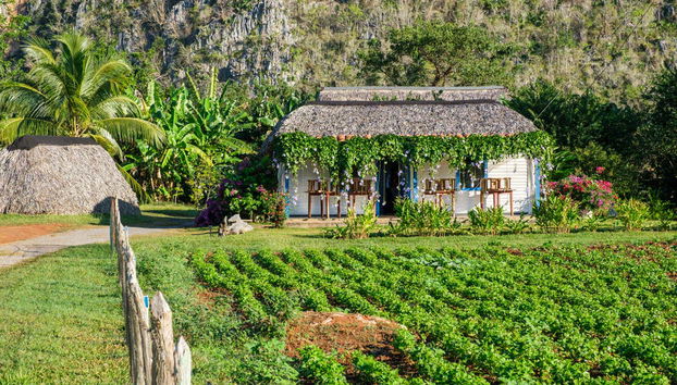 Tour del café por Viñales - Foto 3