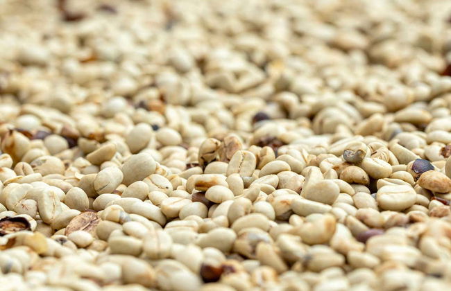 Viñales Coffee Tour - Foto 6