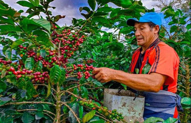 Viñales Coffee Tour - Foto 2