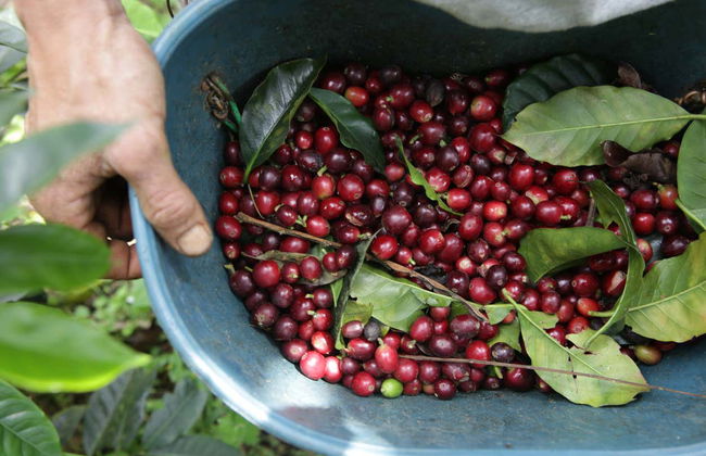 Viñales Coffee Tour - Foto 7