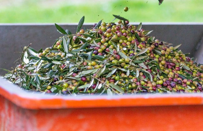 Visita a la almazara Hejul con cata de aceites - Foto 10