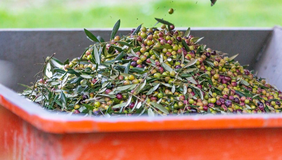 Tour in Galilea - Photo 1