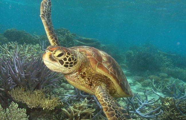 Excursão a Green Island - Foto 4
