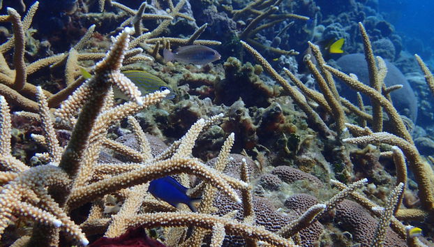 Plongée à Playa Coral - Photo 3