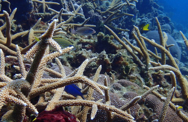 Playa Coral Scuba Diving - Foto 5
