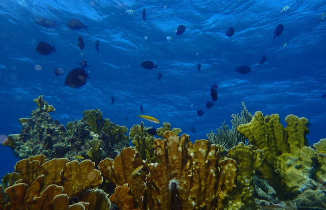 Playa Coral Scuba Diving - Foto 1