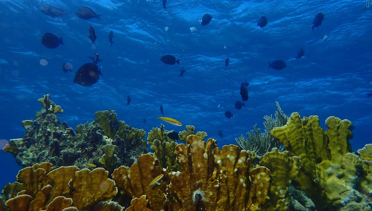 Plongée à Playa Coral - Photo 1
