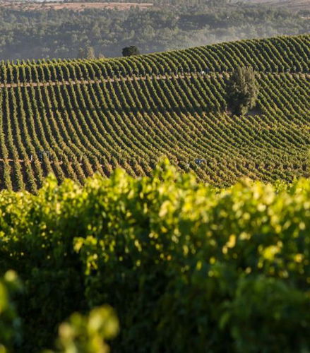 Foto de Ruta del vino en Concha y Toro