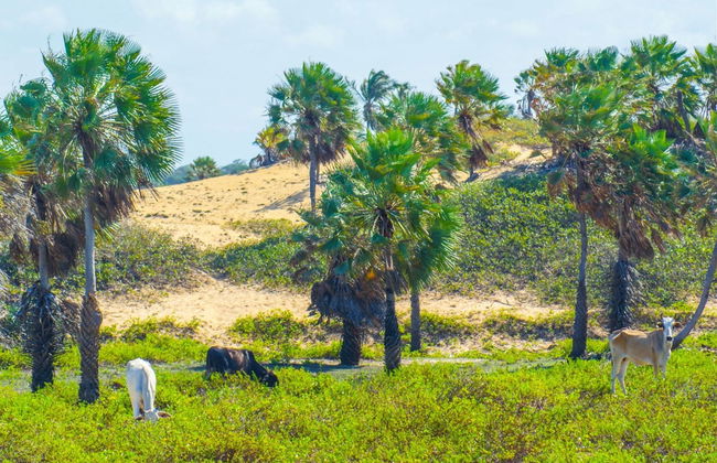 Hiking Route to a Parnaíba Delta Farm - Photo 1