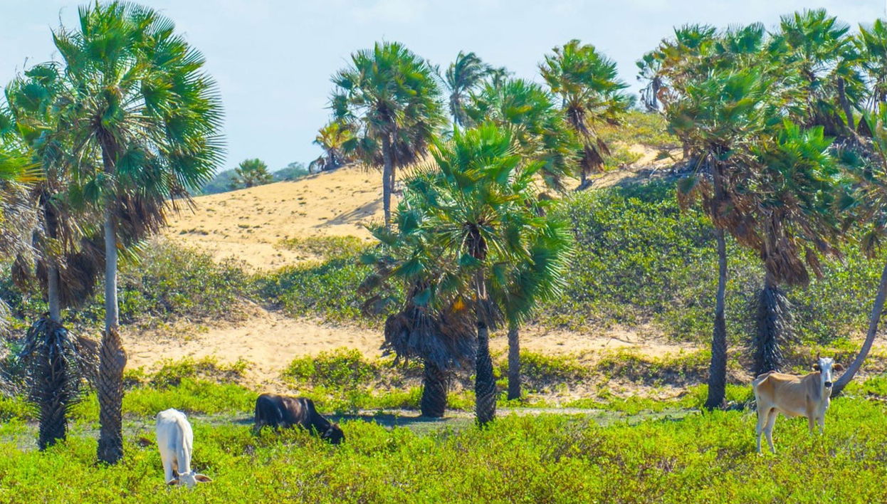 Hiking Route to a Parnaíba Delta Farm - Photo 1