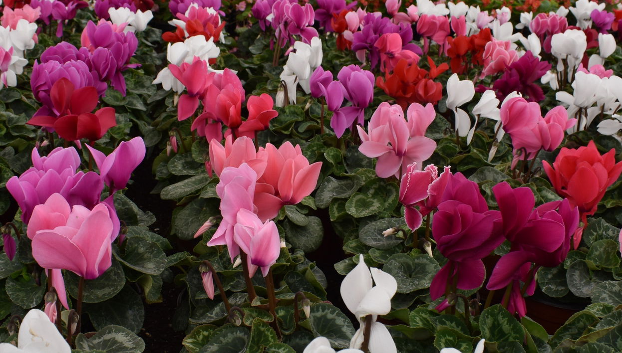 Atlixco & Chipilo Tour