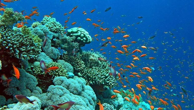 Snorkeling Trip en Hamata Islands desde Marsa Alam - Foto 2