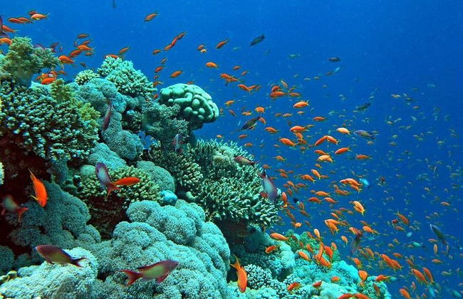 Snorkeling Trip en Hamata Islands desde Marsa Alam - Foto 2