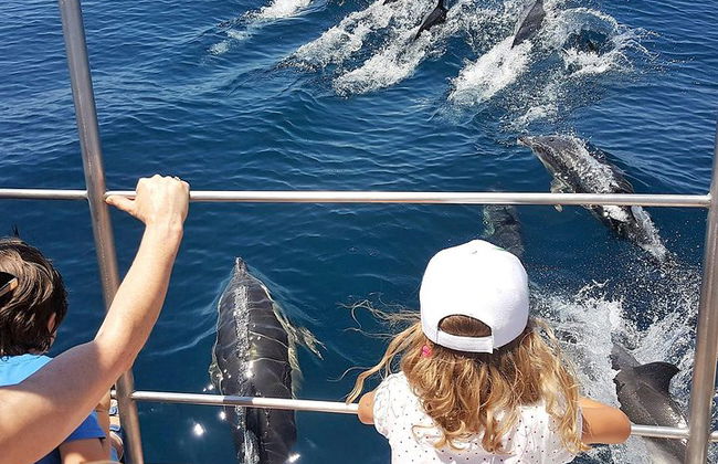 Observação de golfinhos em catamarã saindo de Lagos - Foto 2