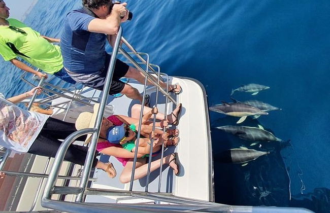 Observação de golfinhos em catamarã saindo de Lagos - Foto 3