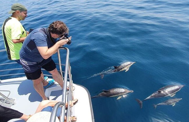 Observação de golfinhos em catamarã saindo de Lagos - Foto 4
