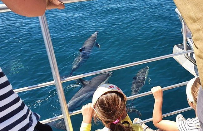 Observação de golfinhos em catamarã saindo de Lagos - Foto 8