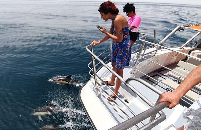Observação de golfinhos em catamarã saindo de Lagos - Foto 5