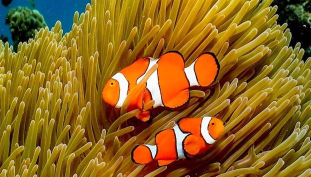 Crociera Reef Magic Marine World - Foto 5