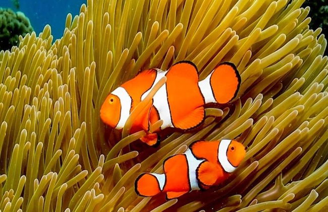 Crociera Reef Magic Marine World - Foto 5