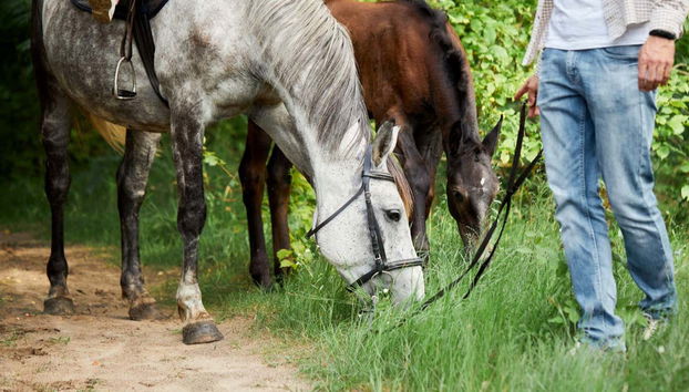 Samaná Day Trip - Foto 2