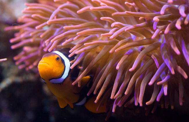 Entrada a SEA LIFE® Hannover - Foto 1