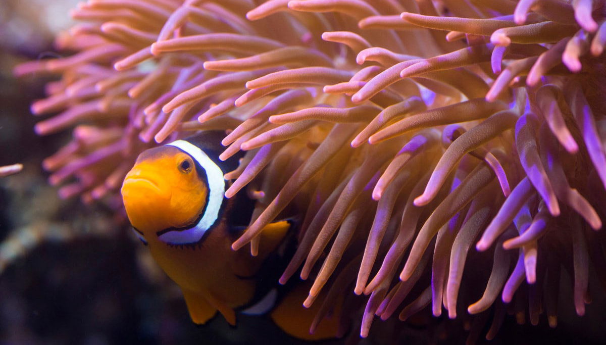 Entrada a SEA LIFE® Hannover - Foto 1