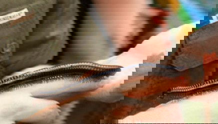 Entrada a SEA LIFE® Hannover - Foto 3