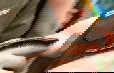 Entrada a SEA LIFE® Hannover - Foto 3