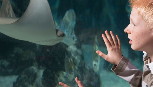 Entrada a SEA LIFE® Hannover - Foto 4