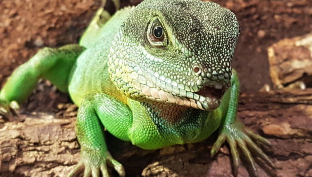 Entrada a SEA LIFE® Hannover - Foto 2