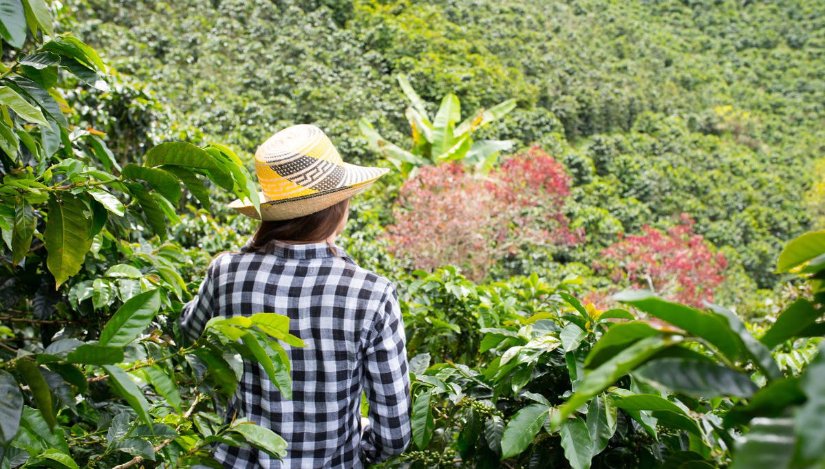 Excursión a las Montañas Azules - Foto 1