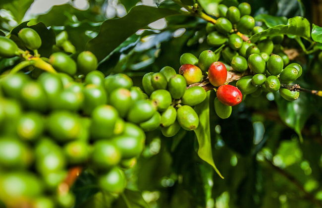 Excursión a las Montañas Azules - Foto 2