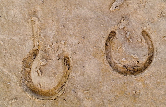 Doñana National Park Sunset Horse Ride - Photo 3