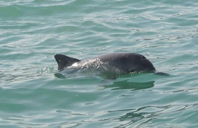 Morro do Careca Boat Trip - Photo 5
