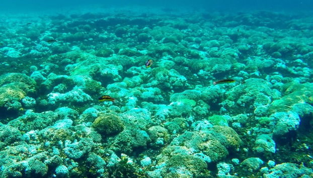 Snorkel en las bahías de Huatulco - Foto 2