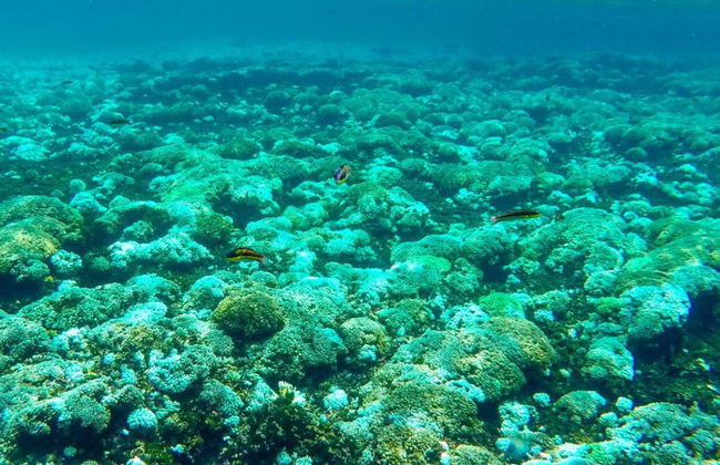 Snorkel in the Huatulco Bay - Foto 2